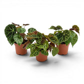 Begonia ferox plant with textured green leaves in a nursery pot.