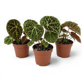 Begonia ferox plant with textured green leaves in a nursery pot.