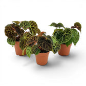 Begonia ferox plant with textured green leaves in a nursery pot.