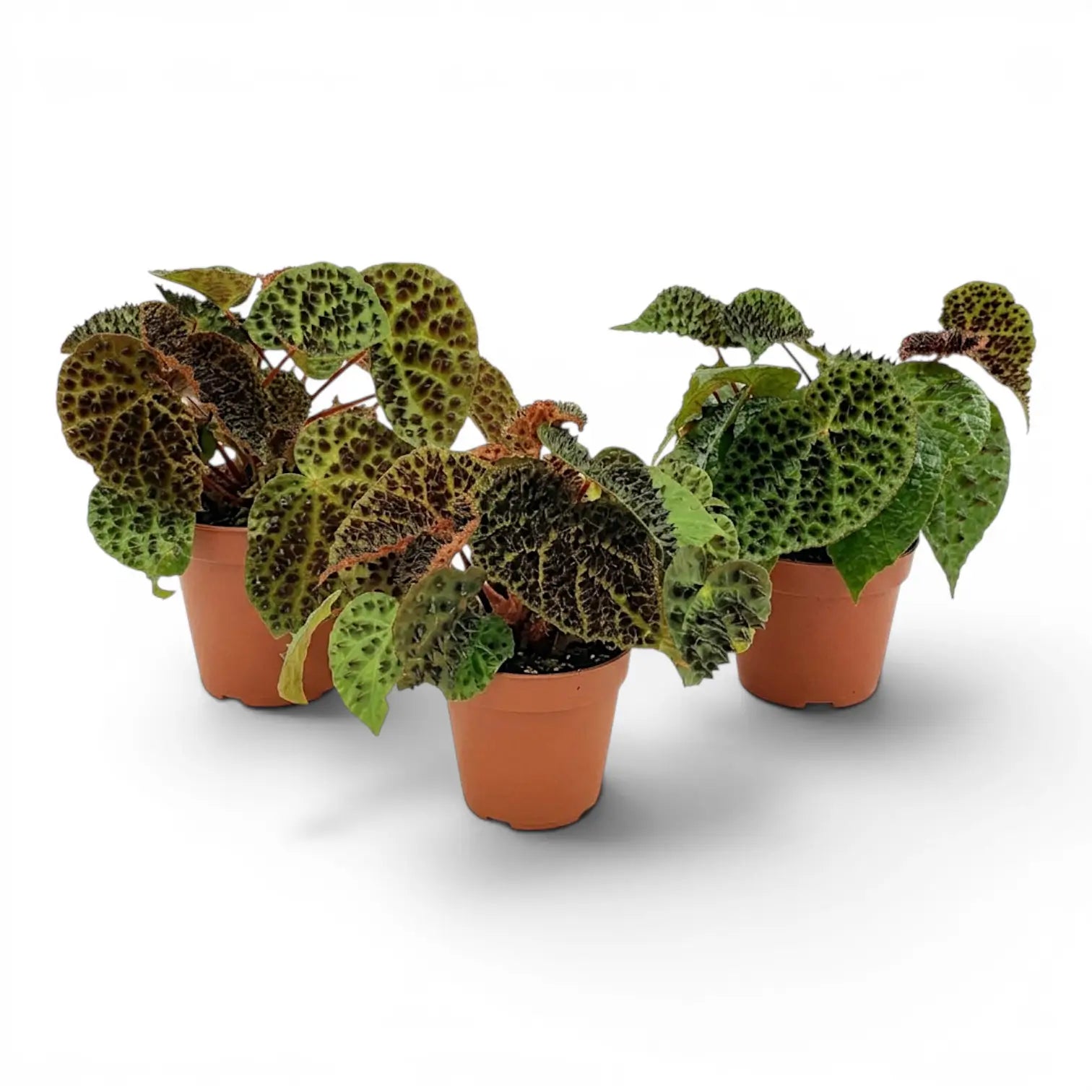Begonia ferox plant with textured green leaves in a nursery pot.