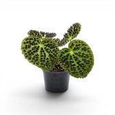 Begonia ferox plant with textured green leaves in a nursery pot.