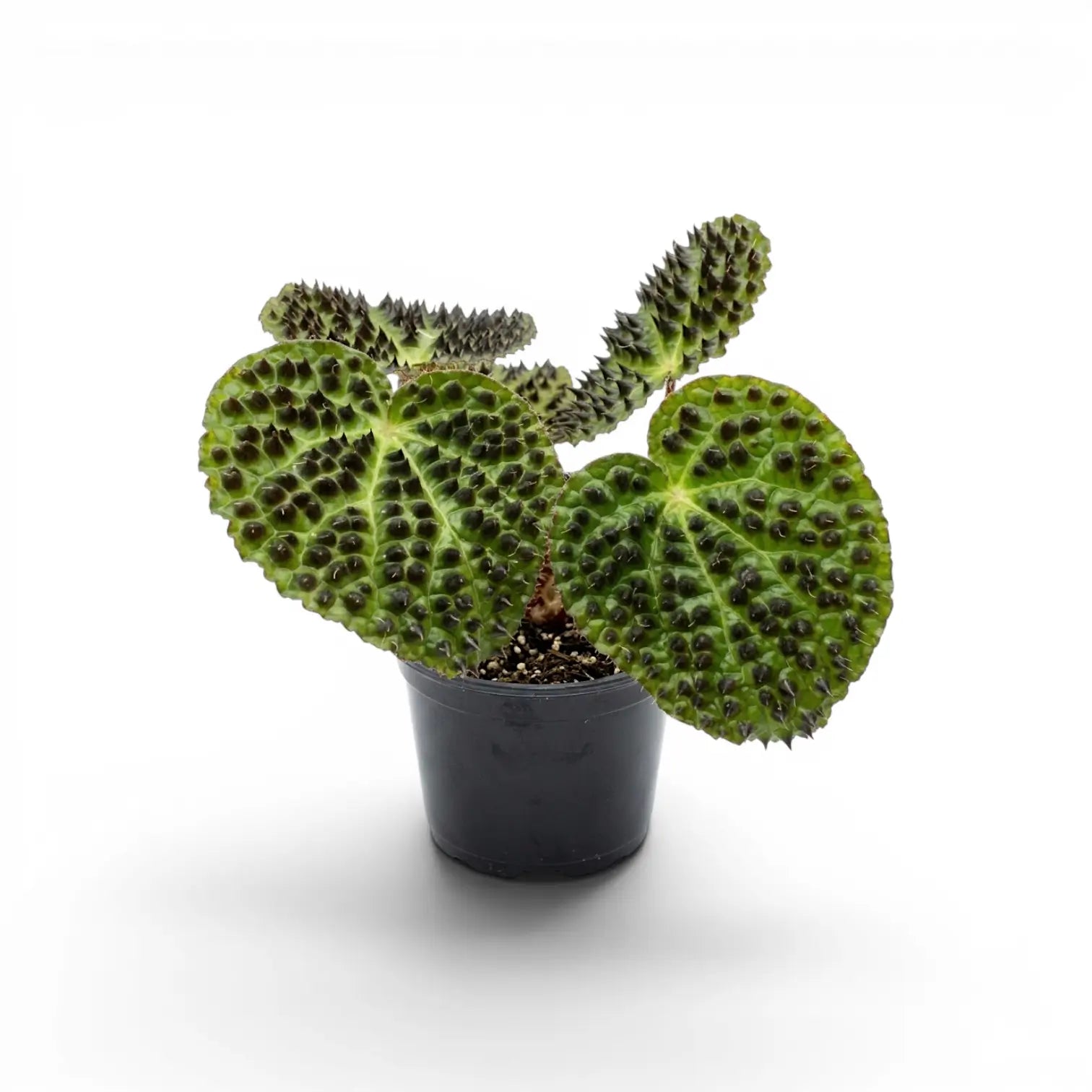 Begonia ferox plant with textured green leaves in a nursery pot.