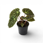Begonia ferox plant with textured green leaves in a nursery pot.