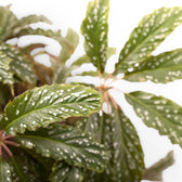 Begonia hemsleyana 'Silver Dots' – Blattdetail vor weißem Hintergrund..