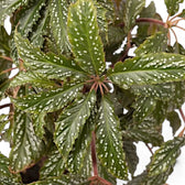 Begonia hemsleyana 'Silver Dots' Zimmerpflanze im Anzuchttopf vor weißem Hintergrund, Produktfoto 3.