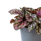 Begonia ‘Hugh McLauchlan’ als Jungpflanze im Kulturtopf mit in Silber, Rosa und Grün gemusterten Blättern