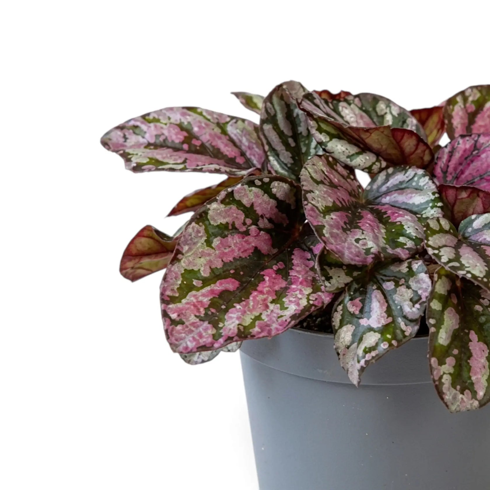 Begonia ‘Hugh McLauchlan’ als Jungpflanze im Kulturtopf mit in Silber, Rosa und Grün gemusterten Blättern