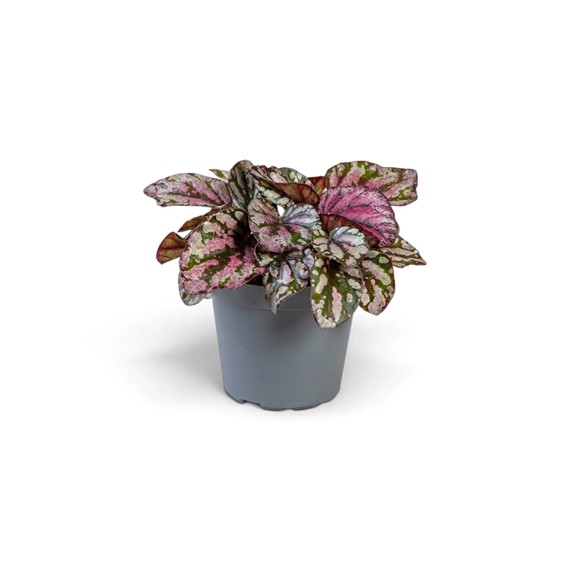 Begonia ‘Hugh McLauchlan’ als Jungpflanze im Kulturtopf mit in Silber, Rosa und Grün gemusterten Blättern