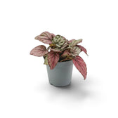 Begonia ‘Hugh McLauchlan’ als Jungpflanze im Kulturtopf mit in Silber, Rosa und Grün gemusterten Blättern