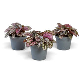 Begonia ‘Hugh McLauchlan’ als Jungpflanze im Kulturtopf mit in Silber, Rosa und Grün gemusterten Blättern