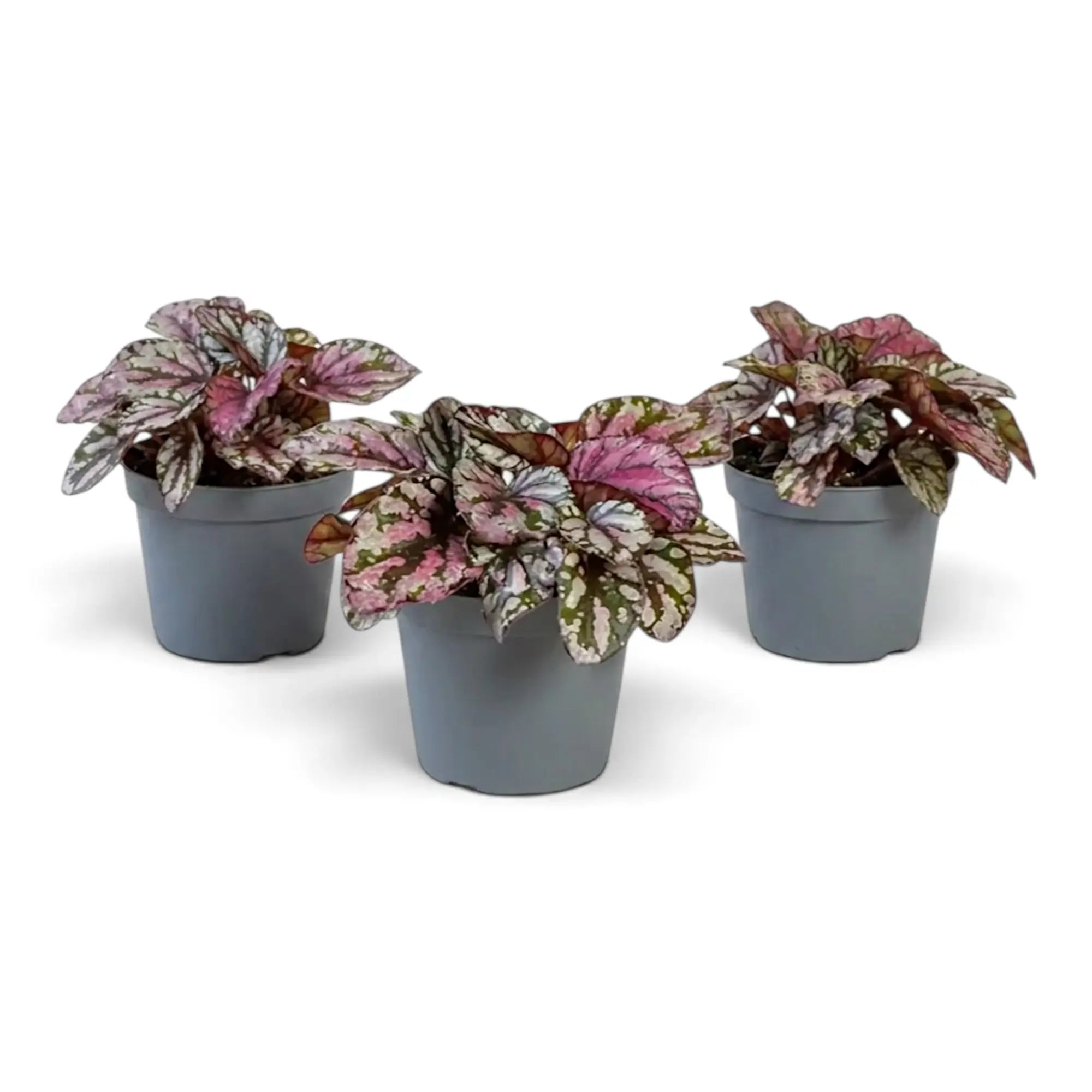 Begonia ‘Hugh McLauchlan’ als Jungpflanze im Kulturtopf mit in Silber, Rosa und Grün gemusterten Blättern