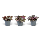 Begonia ‘Hugh McLauchlan’ als Jungpflanze im Kulturtopf mit in Silber, Rosa und Grün gemusterten Blättern