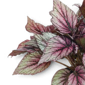 Nahaufnahme der in Silber, Rosa und Grün gemusterten Blätter von Begonia ‘Hugh McLauchlan’
