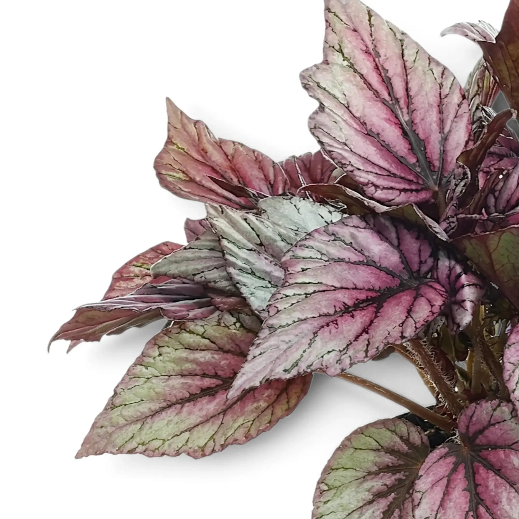 Nahaufnahme der in Silber, Rosa und Grün gemusterten Blätter von Begonia ‘Hugh McLauchlan’