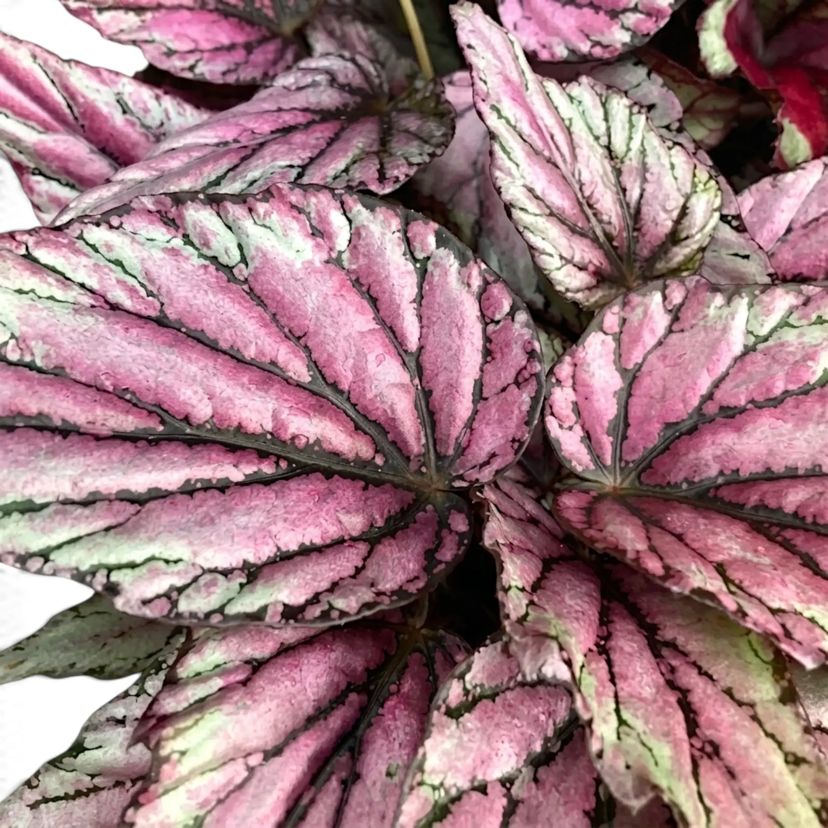 Nahaufnahme der in Silber, Rosa und Grün gemusterten Blätter von Begonia ‘Hugh McLauchlan’