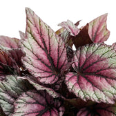 Nahaufnahme der in Silber, Rosa und Grün gemusterten Blätter von Begonia ‘Hugh McLauchlan’