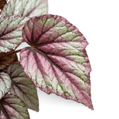 Nahaufnahme der in Silber, Rosa und Grün gemusterten Blätter von Begonia ‘Hugh McLauchlan’