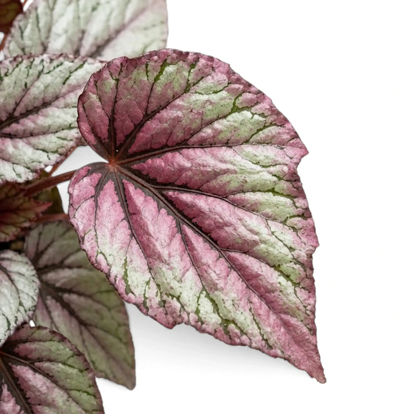 Close-up of Begonia ‘Hugh McLauchlan’ silver, pink and green patterned leaves
