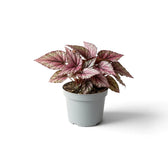 Begonia ‘Hugh McLauchlan’ im Kulturtopf mit in Silber, Rosa und Grün gemusterten Blättern