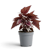 Begonia ‘Hugh McLauchlan’ im Kulturtopf mit in Silber, Rosa und Grün gemusterten Blättern
