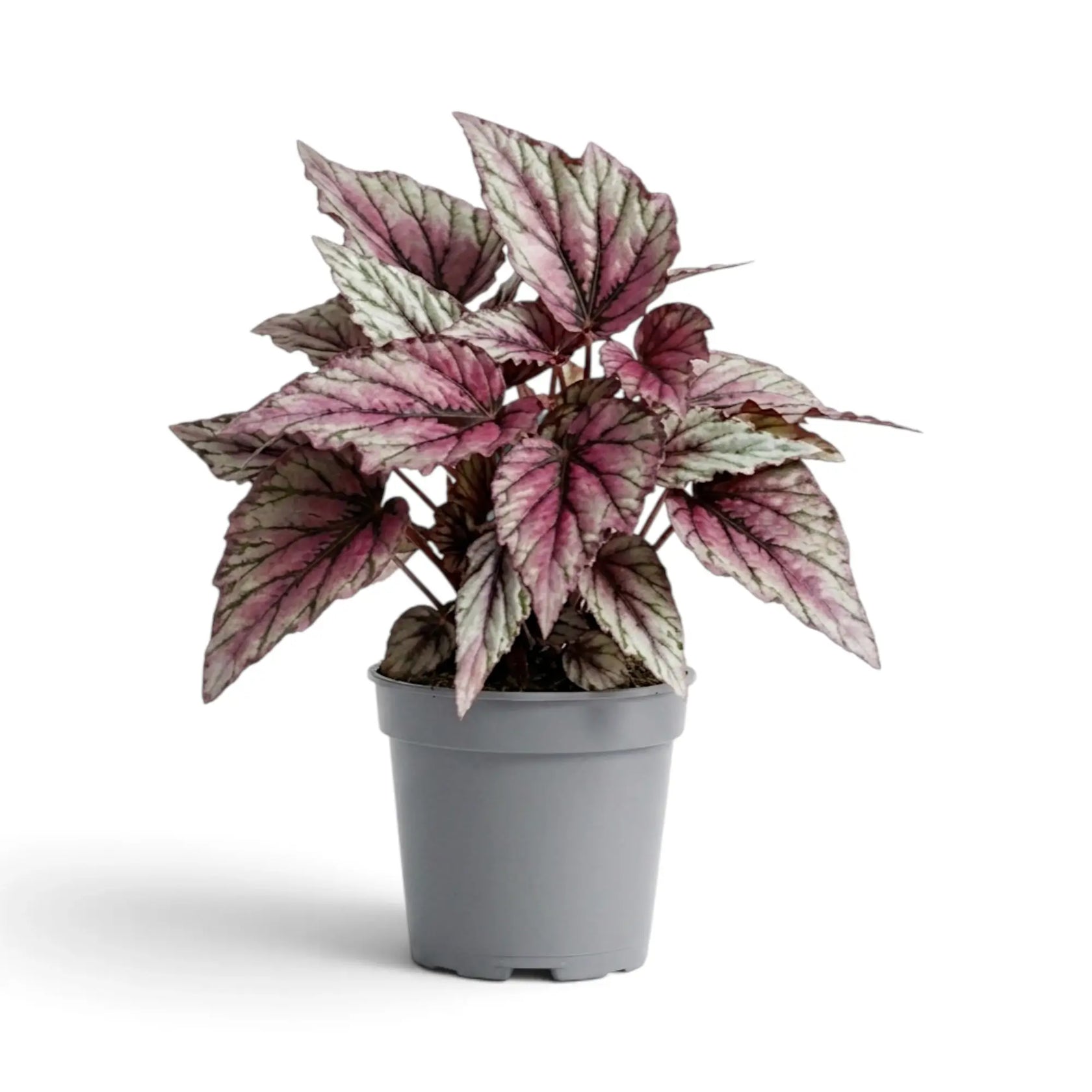 Begonia ‘Hugh McLauchlan’ im Kulturtopf mit in Silber, Rosa und Grün gemusterten Blättern