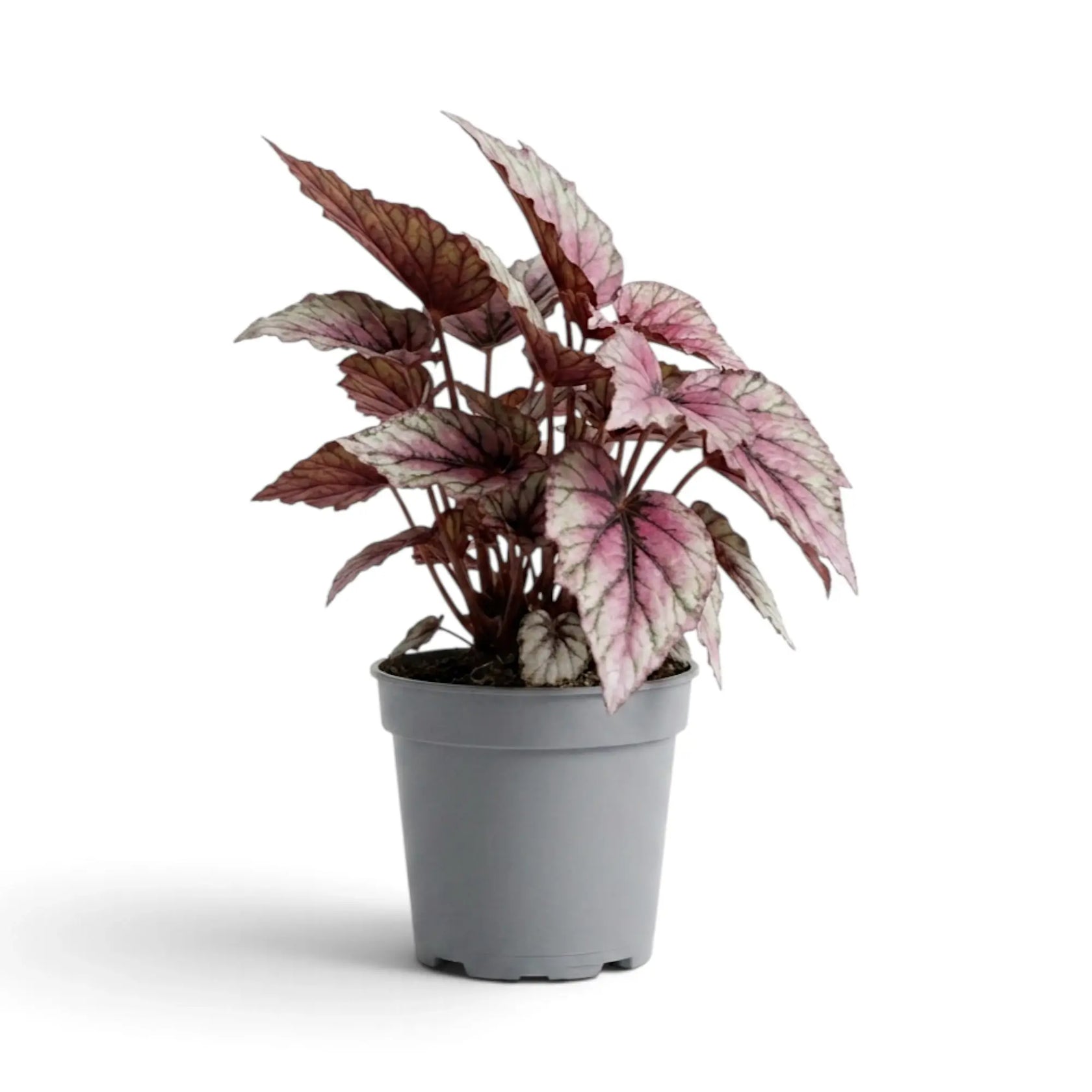 Begonia ‘Hugh McLauchlan’ im Kulturtopf mit in Silber, Rosa und Grün gemusterten Blättern