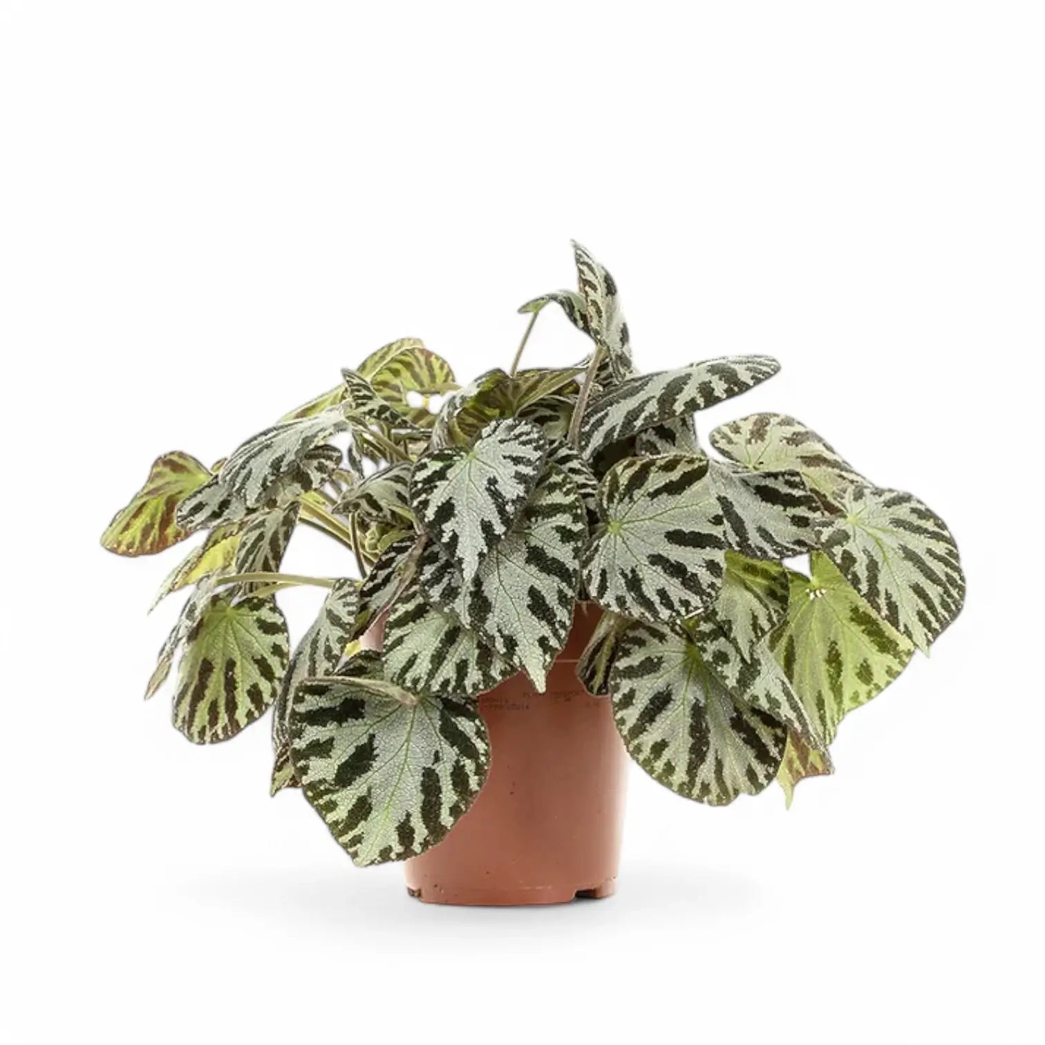 Begonia imperialis x pustulata ‘Silver Jewel’ leaf close-up on white background.