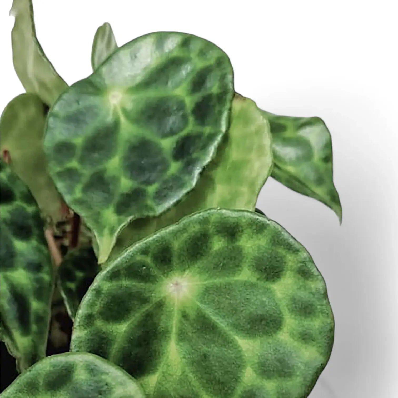 Begonia kingiana leaf close-up on white background.
