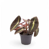 Begonia listada potted plant in nursery pot on white background.