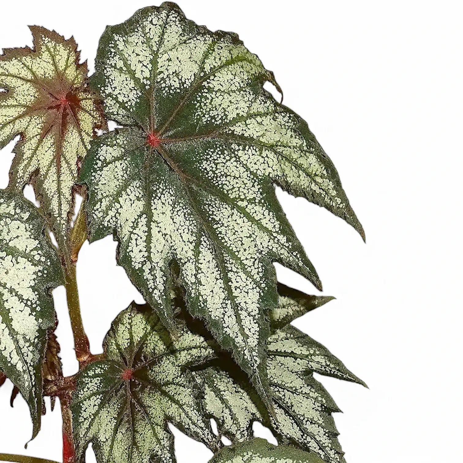 Begonia 'Little Brother Montgomery' leaf detail on white background.
