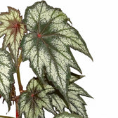 Begonia 'Little Brother Montgomery' – Blattdetail vor weißem Hintergrund..