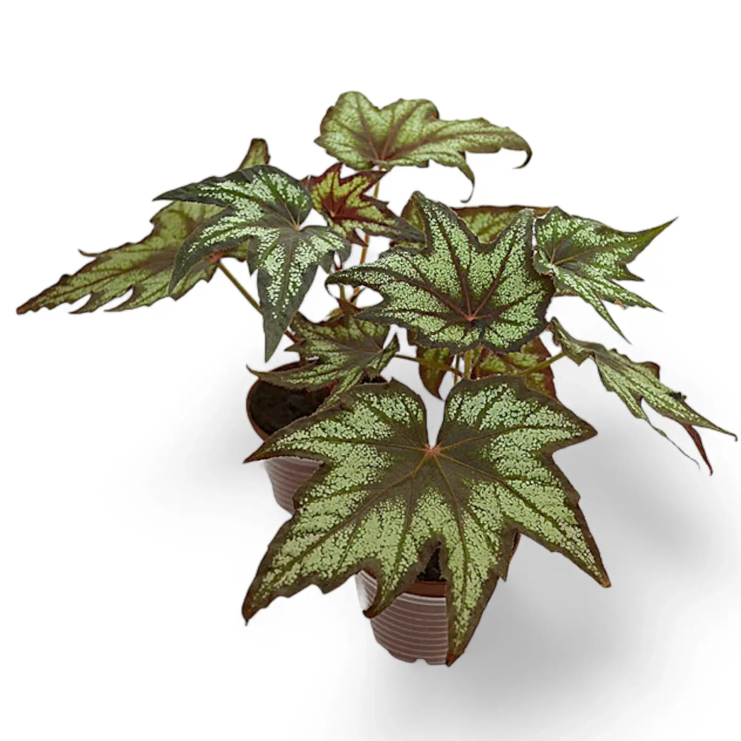 Begonia 'Little Brother Montgomery' potted plant in nursery pot on white background.