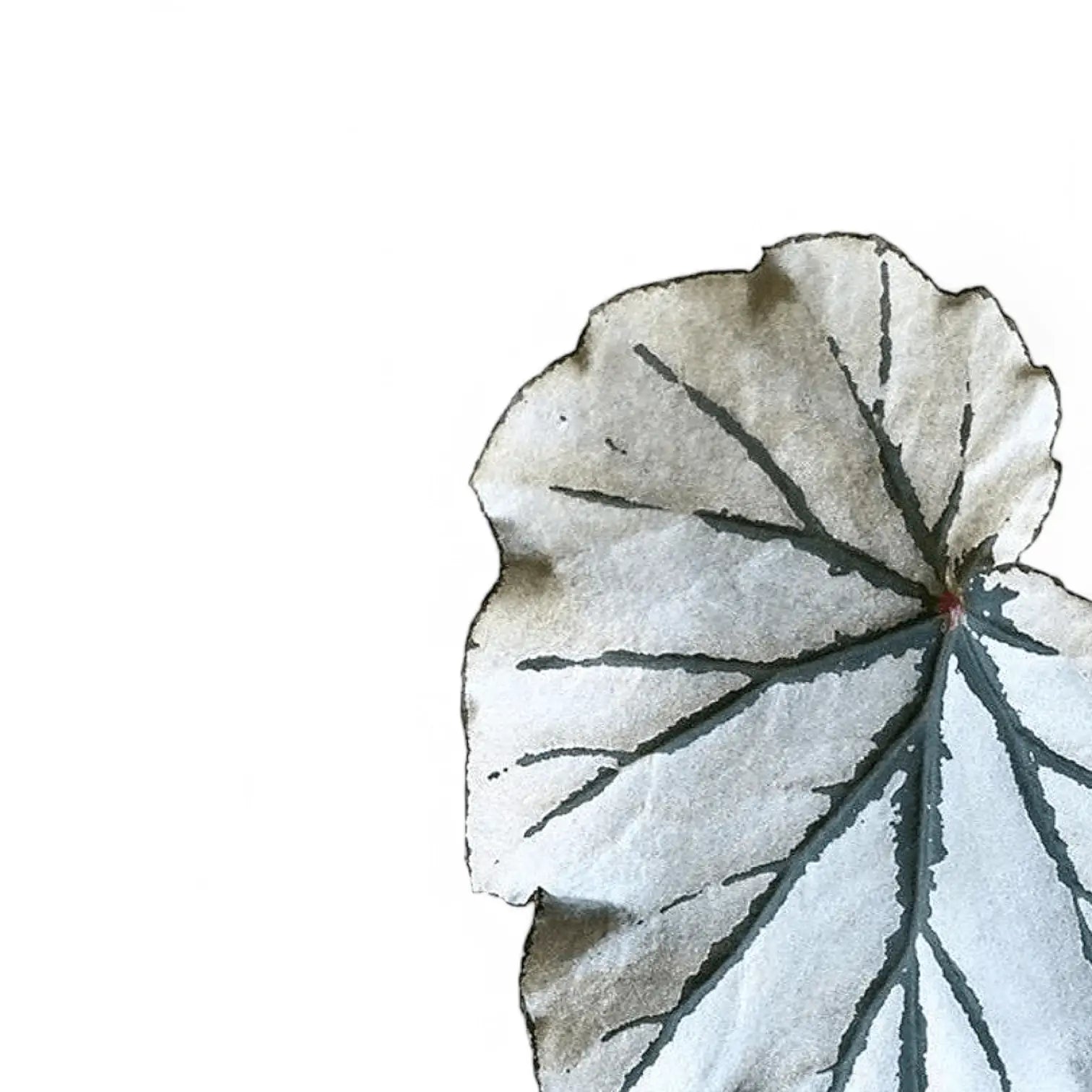 Begonia 'Looking Glass' close-up of leaf on white background.