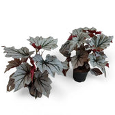 Begonia 'Looking Glass' potted plant in nursery pot on white background.