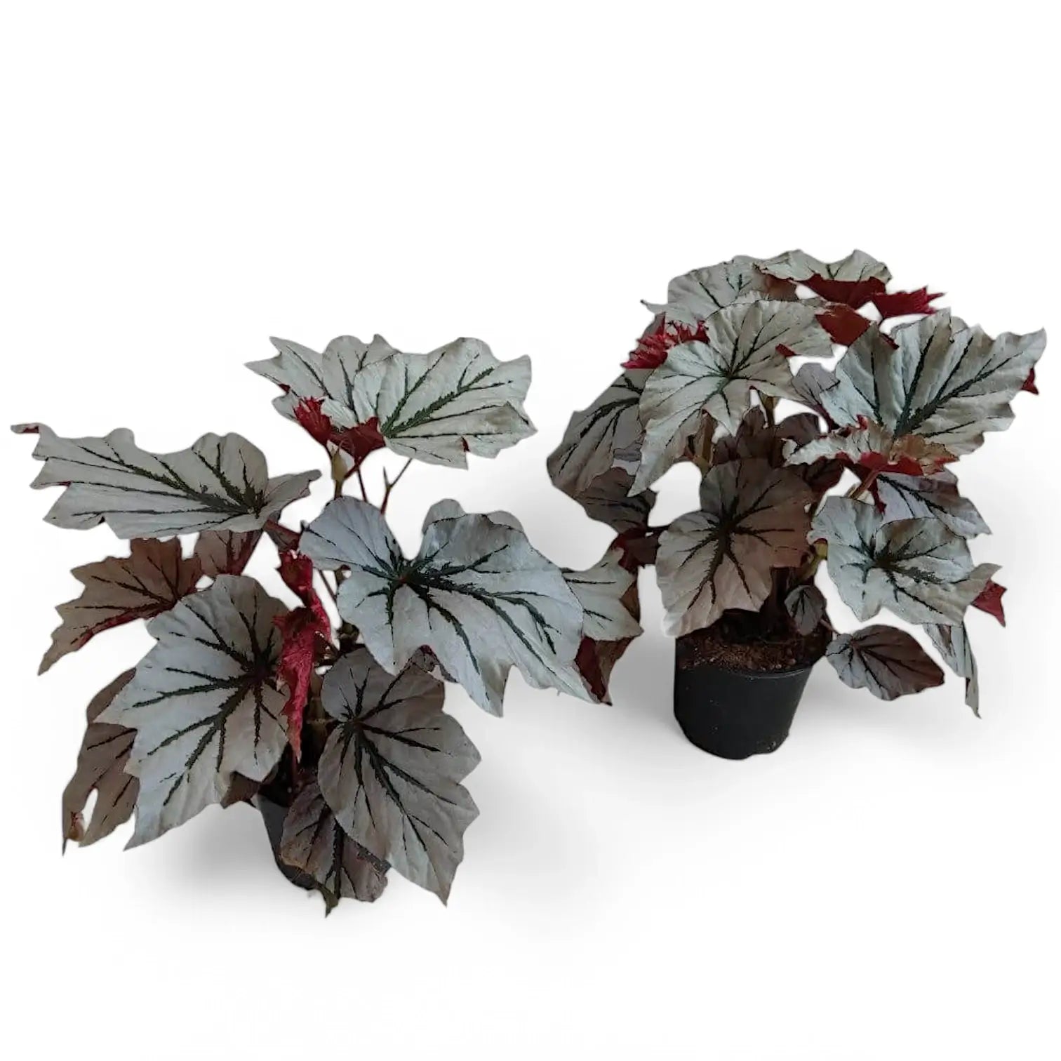 Begonia 'Looking Glass' potted plant in nursery pot on white background.