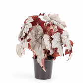 Begonia 'Looking Glass' potted plant in nursery pot on white background.