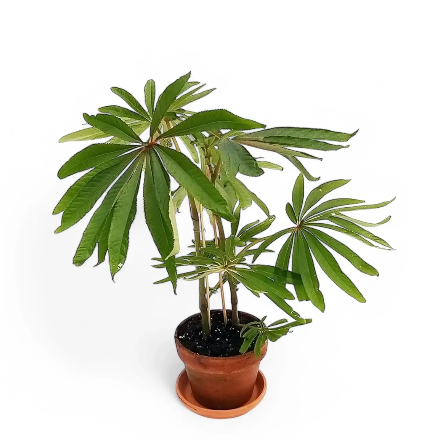 Begonia luxurians potted plant in nursery pot on white background.