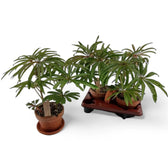 Begonia luxurians potted plant in nursery pot on white background.
