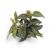 Begonia maculata 'Double Dot' potted plant in nursery pot on white background.