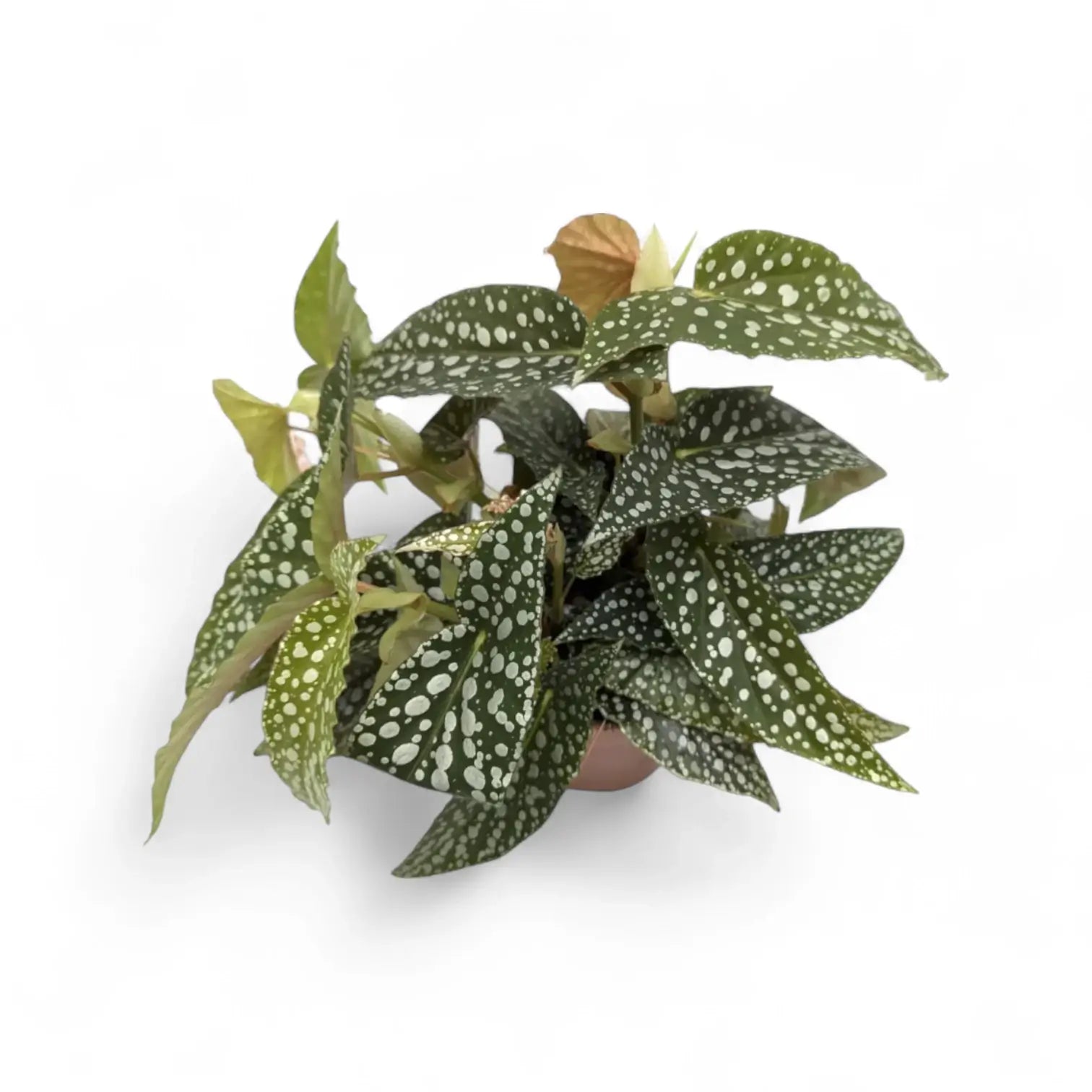 Begonia maculata 'Double Dot' potted plant in nursery pot on white background.