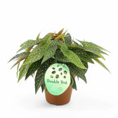 Begonia maculata 'Double Dot' potted plant in nursery pot on white background.