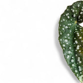Begonia maculata 'Polka dot' close-up of leaf on white background.