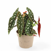 Begonia maculata 'Polka dot' – Zimmerpflanze im Kulturtopf auf weißem Hintergrund, Produktfoto 10.