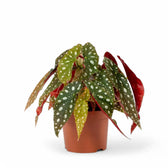 Begonia maculata 'Polka dot' potted plant in nursery pot on white background.