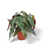 Begonia maculata 'Polka dot' potted plant in nursery pot on white background.