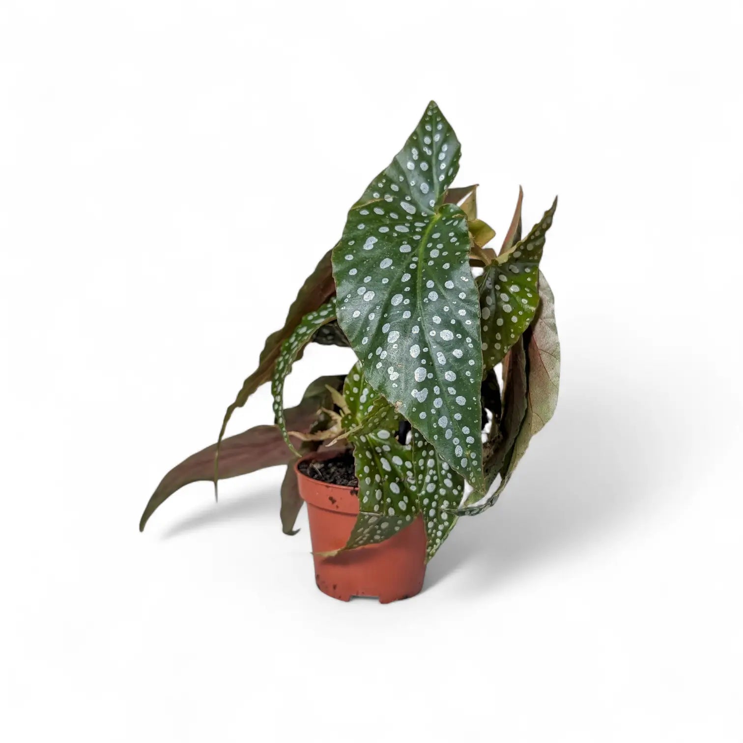 Begonia maculata 'Polka dot' potted plant in nursery pot on white background.