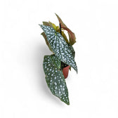Begonia maculata 'Polka dot' potted plant in nursery pot on white background.