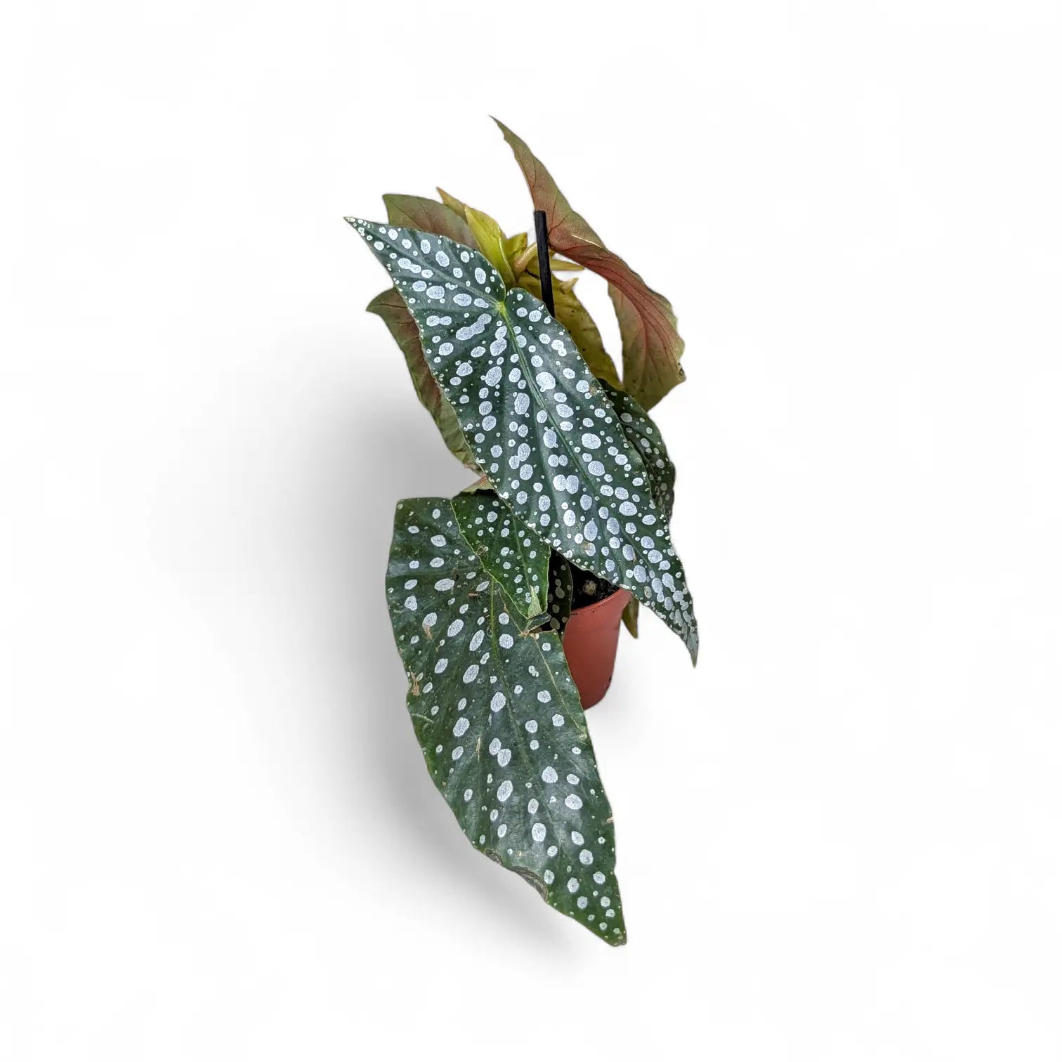 Begonia maculata 'Polka dot' potted plant in nursery pot on white background.