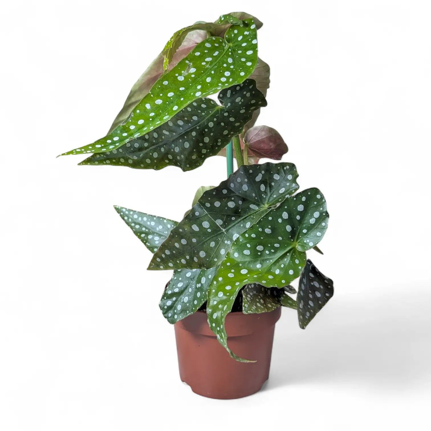 Begonia maculata 'Polka dot' potted plant in nursery pot on white background.