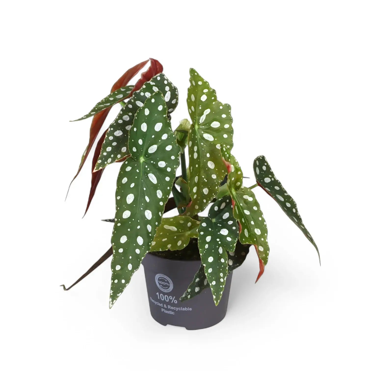 Begonia maculata 'Polka dot' potted plant in nursery pot on white background.